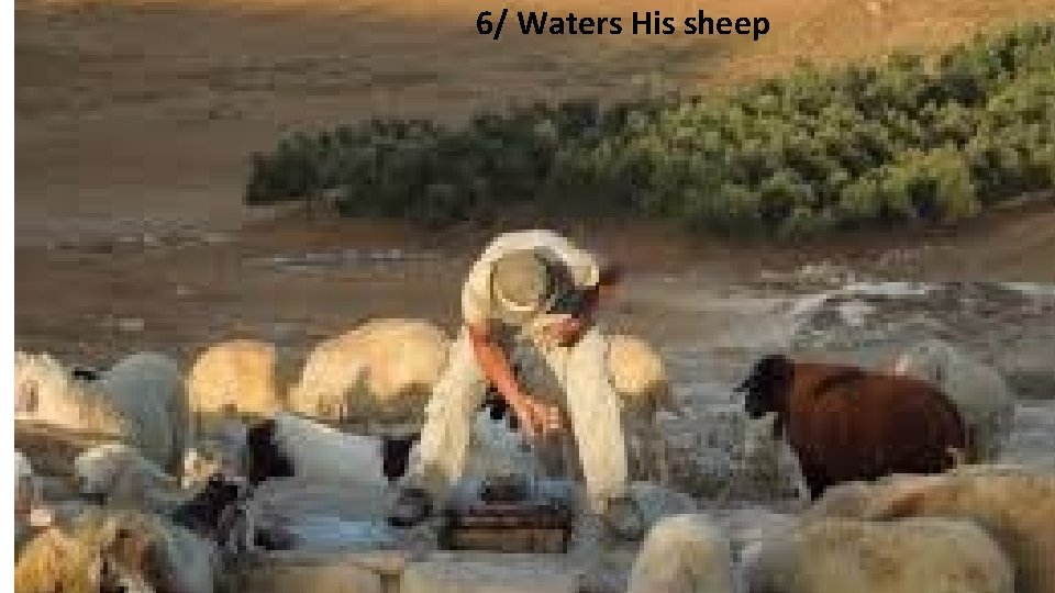 6/ Waters His sheep 