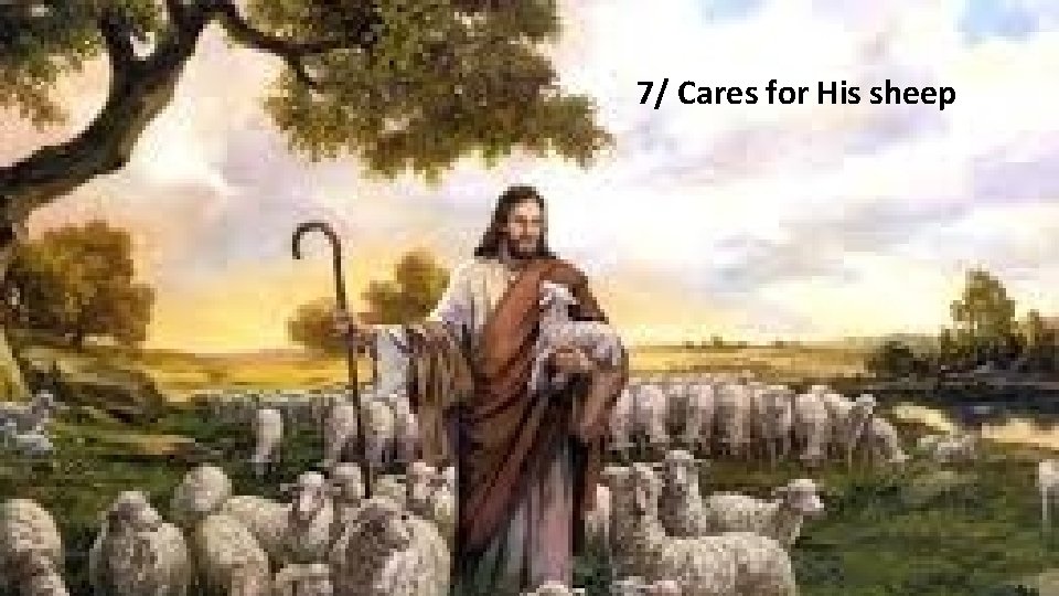 7/ Cares for His sheep 