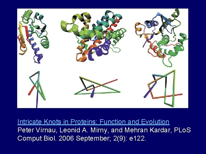 Intricate Knots in Proteins: Function and Evolution Peter Virnau, Leonid A. Mirny, and Mehran