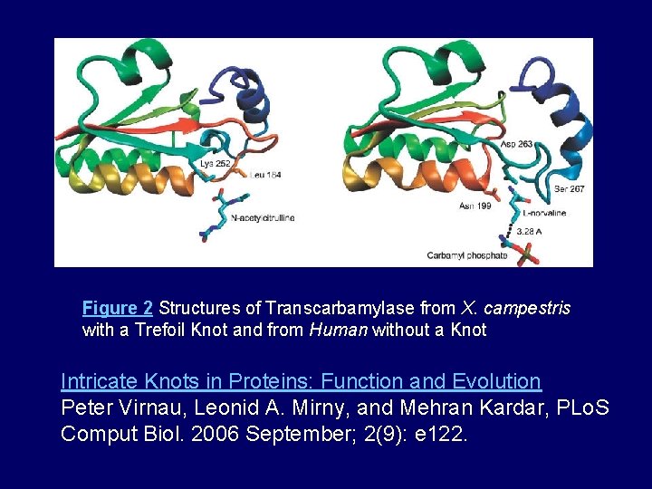 Figure 2 Structures of Transcarbamylase from X. campestris with a Trefoil Knot and from
