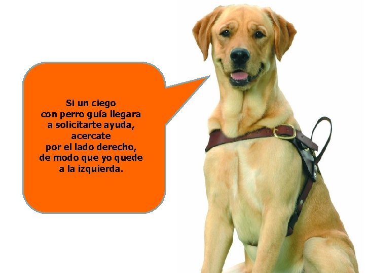 Si un ciego con perro guía llegara a solicitarte ayuda, acercate por el lado