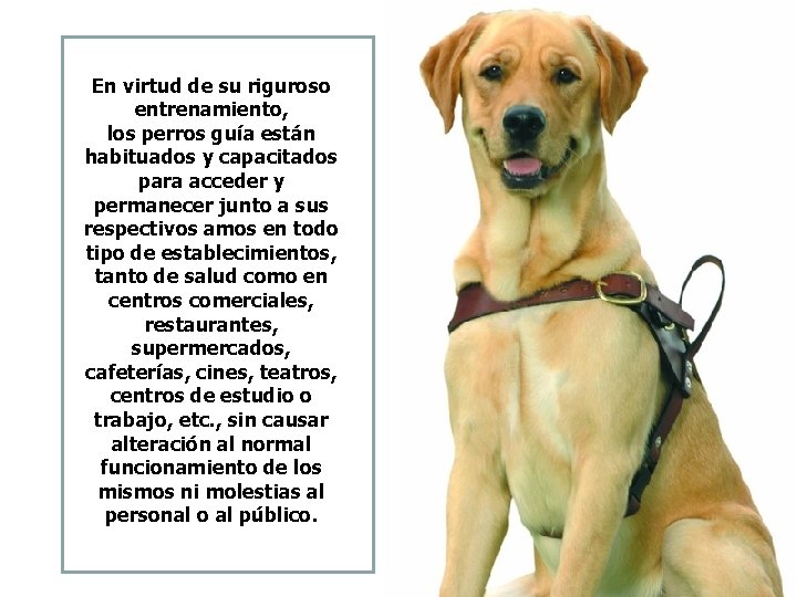 En virtud de su riguroso entrenamiento, los perros guía están habituados y capacitados para