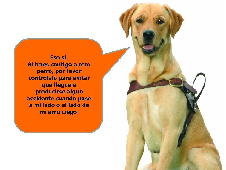 Eso sí. Si traes contigo a otro perro, por favor contrólalo para evitar que