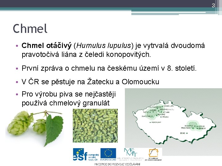 3 Chmel • Chmel otáčivý (Humulus lupulus) je vytrvalá dvoudomá pravotočivá liána z čeledi