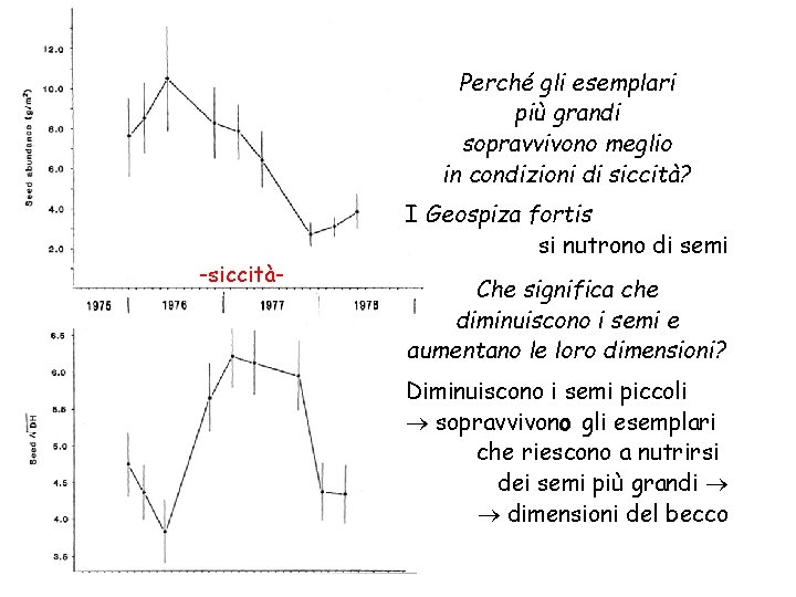 Perché gli esemplari più grandi sopravvivono meglio in condizioni di siccità? -siccità- I Geospiza