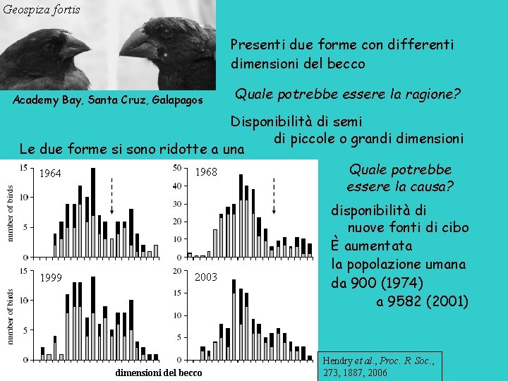 Geospiza fortis Presenti due forme con differenti dimensioni del becco Academy Bay, Santa Cruz,