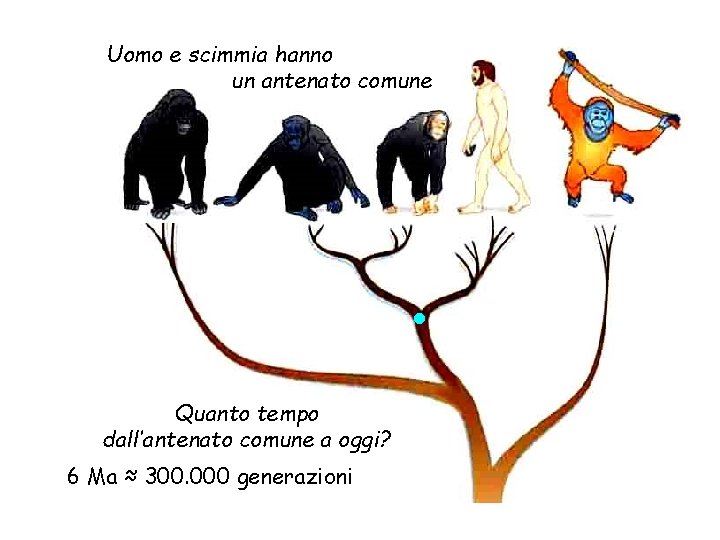 Uomo e scimmia hanno un antenato comune Quanto tempo dall’antenato comune a oggi? 6