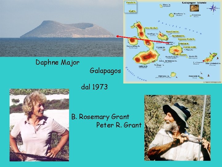 Daphne Major Galapagos dal 1973 B. Rosemary Grant Peter R. Grant 