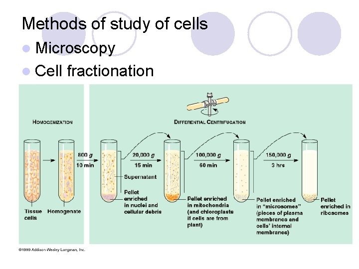Methods of study of cells l Microscopy l Cell fractionation 