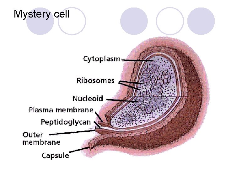 Mystery cell 