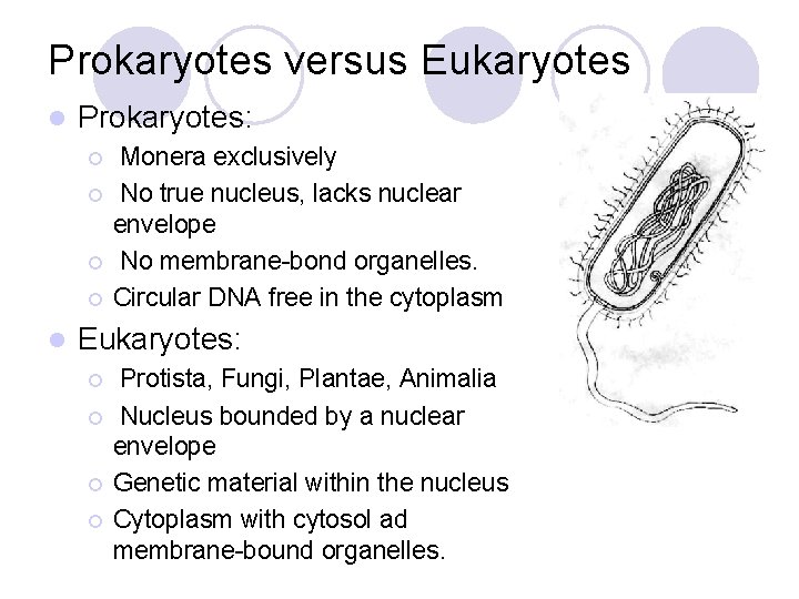 Prokaryotes versus Eukaryotes l Prokaryotes: ¡ ¡ l Monera exclusively No true nucleus, lacks