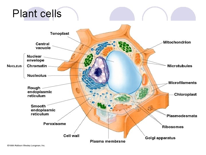 Plant cells 