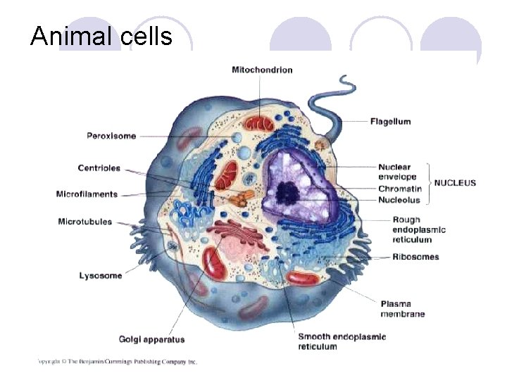 Animal cells 