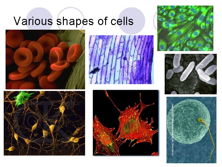 Various shapes of cells 