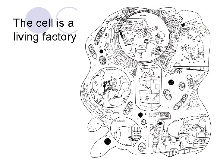 The cell is a living factory 
