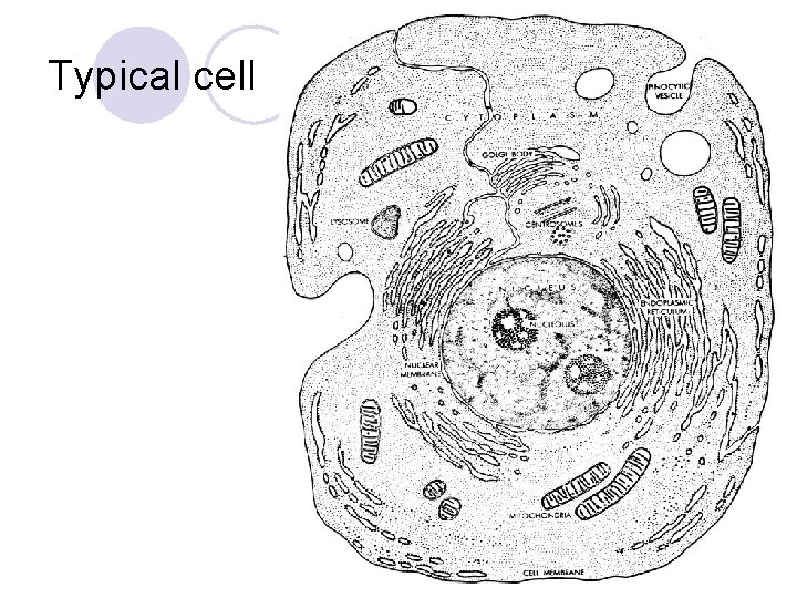 Typical cell 