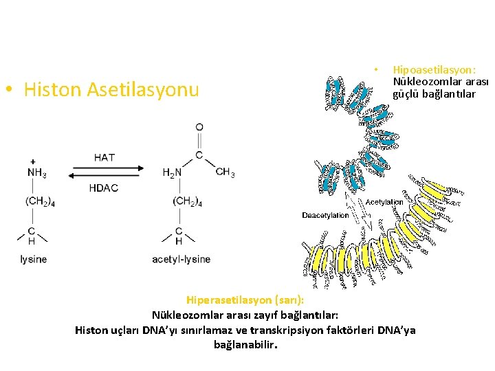  • Histon Asetilasyonu • Hipoasetilasyon: Nükleozomlar arası güçlü bağlantılar Hiperasetilasyon (sarı): Nükleozomlar arası