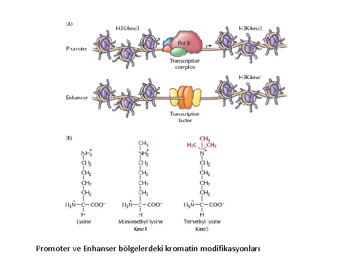 Promoter ve Enhanser bölgelerdeki kromatin modifikasyonları 
