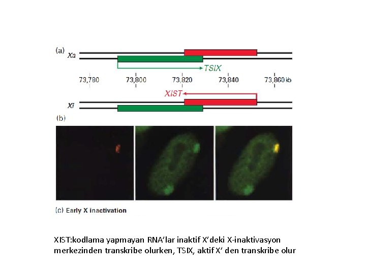XIST: kodlama yapmayan RNA’lar inaktif X’deki X-inaktivasyon merkezinden transkribe olurken, TSIX, aktif X’ den