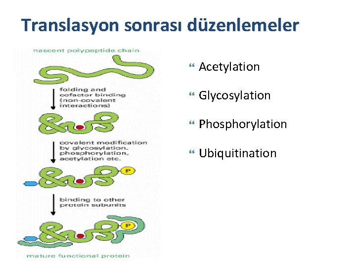 Translasyon sonrası düzenlemeler Acetylation Glycosylation Phosphorylation Ubiquitination 