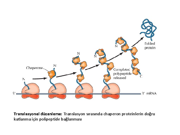 Translasyonel düzenleme: Translasyon sırasında chaperon proteinlerin doğru katlanma için polipeptide bağlanması 