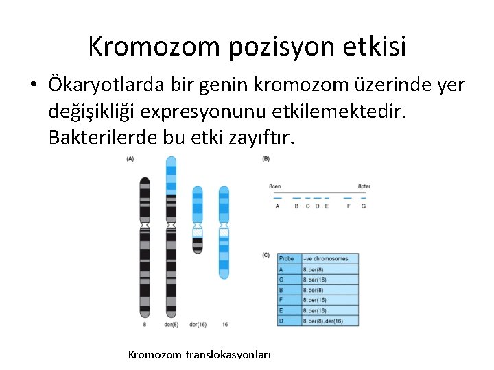 Kromozom pozisyon etkisi • Ökaryotlarda bir genin kromozom üzerinde yer değişikliği expresyonunu etkilemektedir. Bakterilerde