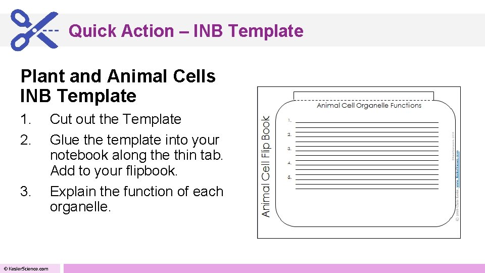 Quick Action – INB Template Plant and Animal Cells INB Template 1. 2. 3.