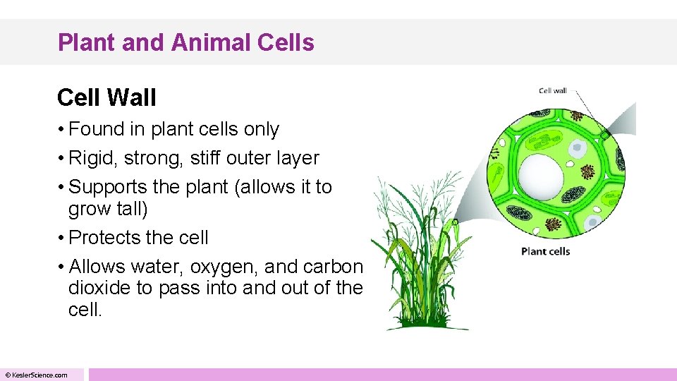 Plant and Animal Cells Cell Wall • Found in plant cells only • Rigid,