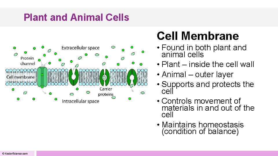 Plant and Animal Cells Cell Membrane • Found in both plant and animal cells