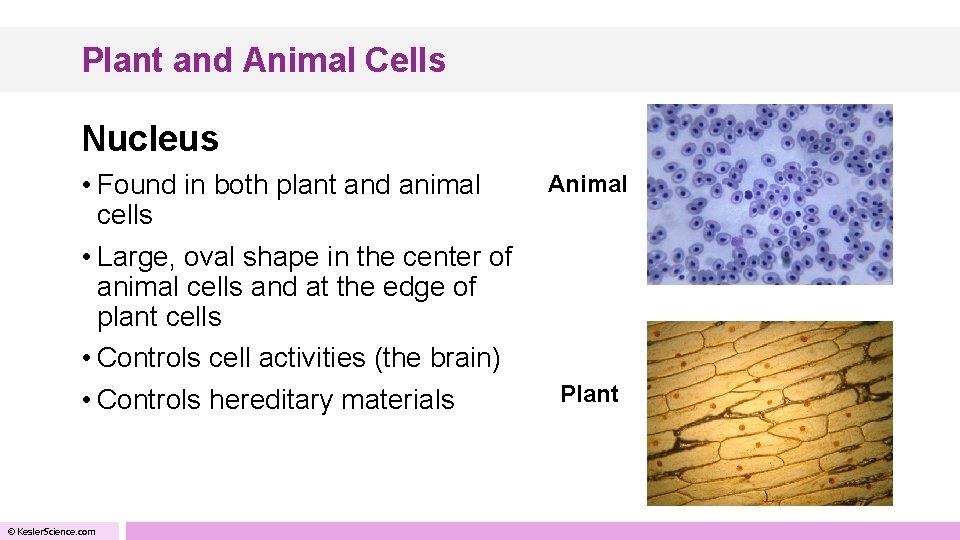 Plant and Animal Cells Nucleus • Found in both plant and animal cells •
