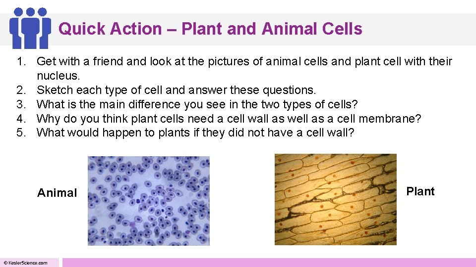 Quick Action – Plant and Animal Cells 1. Get with a friend and look