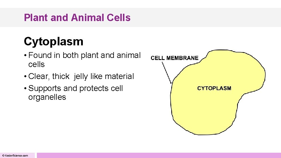 Plant and Animal Cells Cytoplasm • Found in both plant and animal cells •