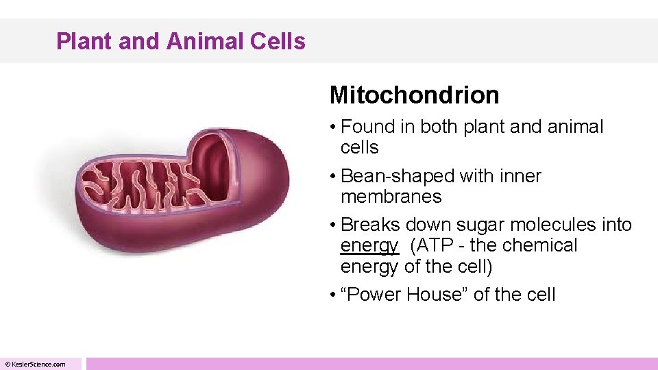 Plant and Animal Cells Mitochondrion • Found in both plant and animal cells •