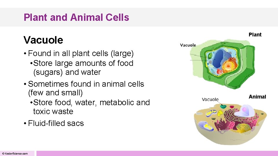 Plant and Animal Cells Vacuole • Found in all plant cells (large) • Store