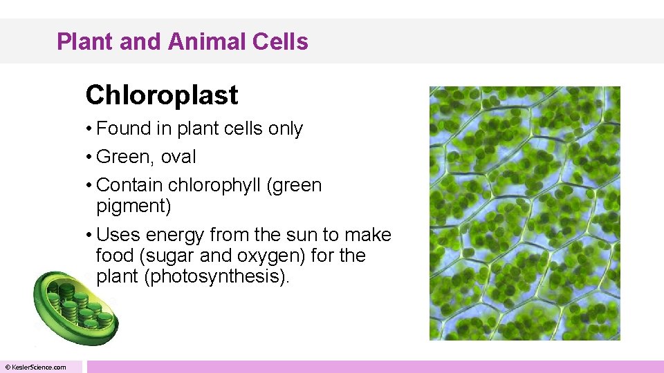 Plant and Animal Cells Chloroplast • Found in plant cells only • Green, oval