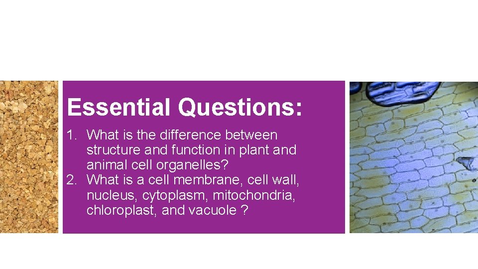Essential Questions: 1. What is the difference between structure and function in plant and