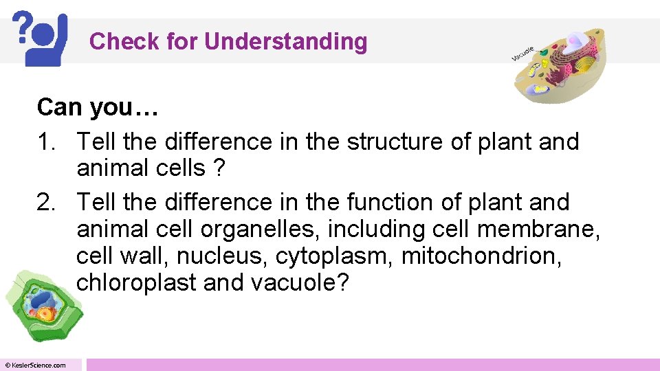 Check for Understanding Can you… 1. Tell the difference in the structure of plant