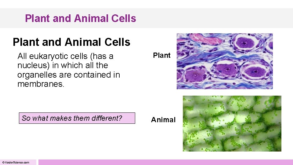 Plant and Animal Cells All eukaryotic cells (has a nucleus) in which all the