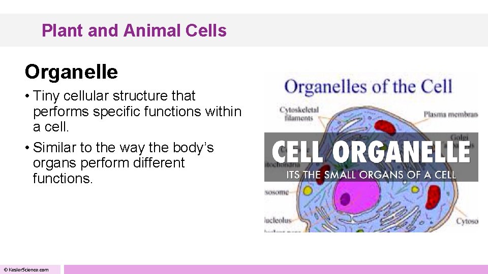 Plant and Animal Cells Organelle • Tiny cellular structure that performs specific functions within
