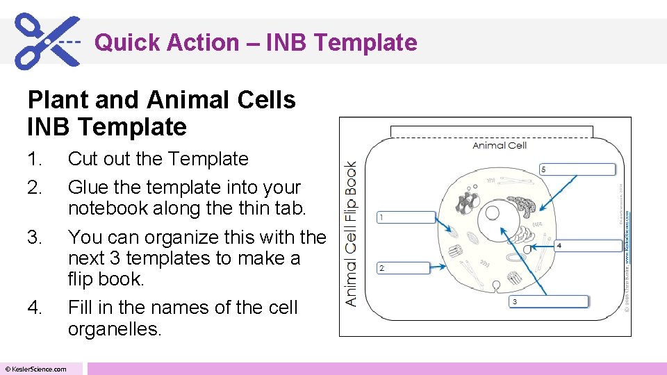 Quick Action – INB Template Plant and Animal Cells INB Template 1. 2. 3.