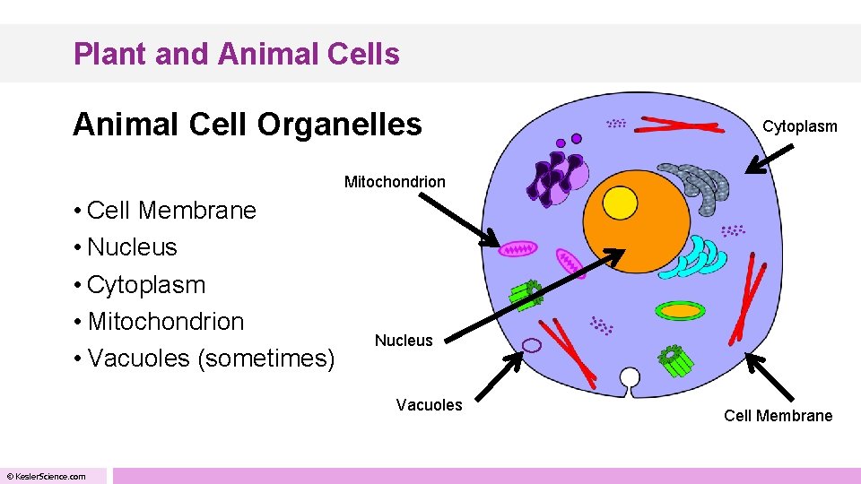 Plant and Animal Cells Animal Cell Organelles Cytoplasm Mitochondrion • Cell Membrane • Nucleus