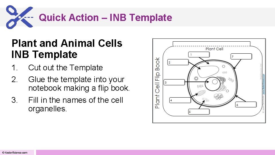 Quick Action – INB Template Plant and Animal Cells INB Template 1. 2. 3.