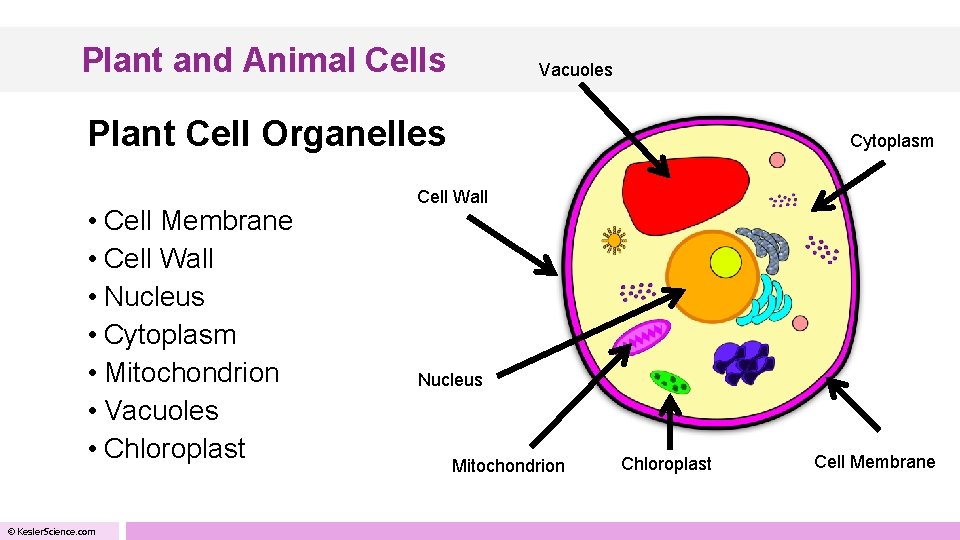 Plant and Animal Cells Vacuoles Plant Cell Organelles • Cell Membrane • Cell Wall