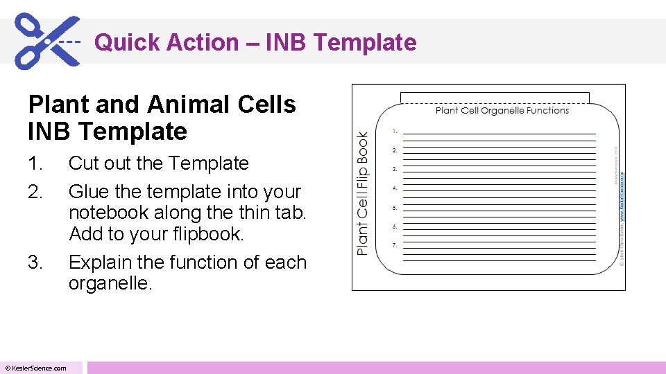 Quick Action – INB Template Plant and Animal Cells INB Template 1. 2. 3.