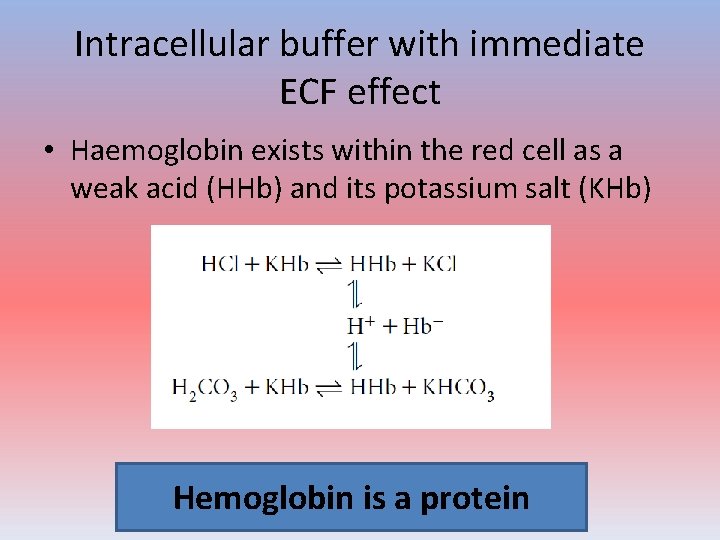 Intracellular buffer with immediate ECF effect • Haemoglobin exists within the red cell as