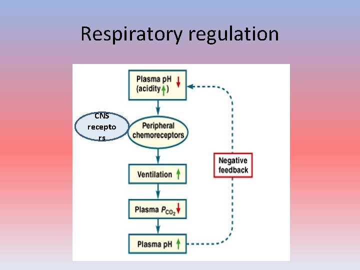 Respiratory regulation CNS recepto rs 