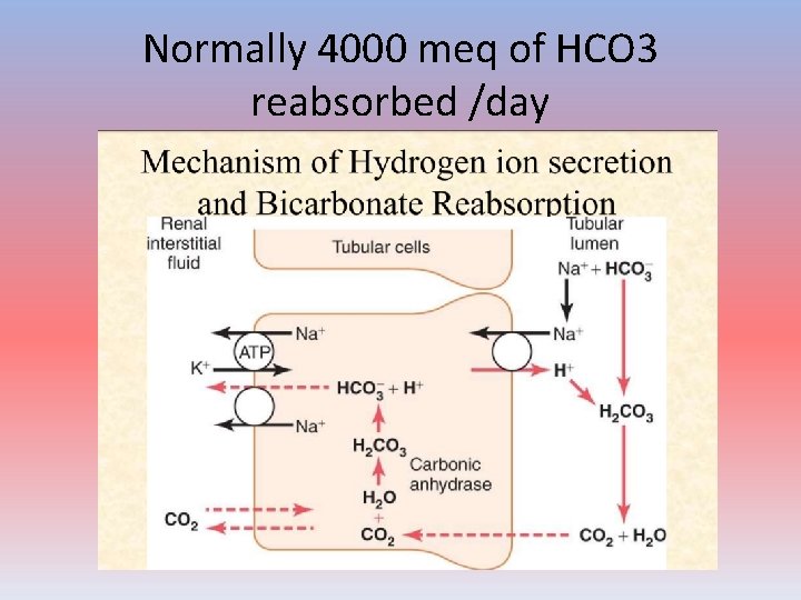 Normally 4000 meq of HCO 3 reabsorbed /day 
