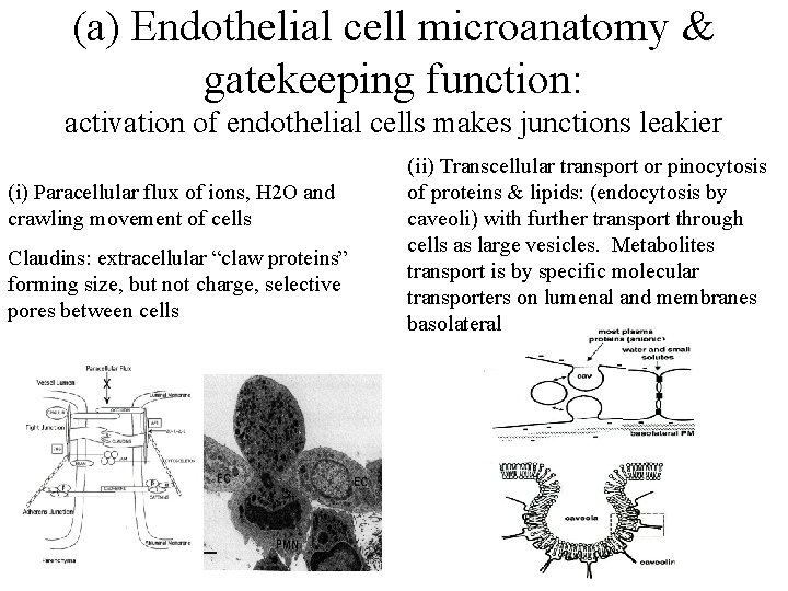 (a) Endothelial cell microanatomy & gatekeeping function: activation of endothelial cells makes junctions leakier