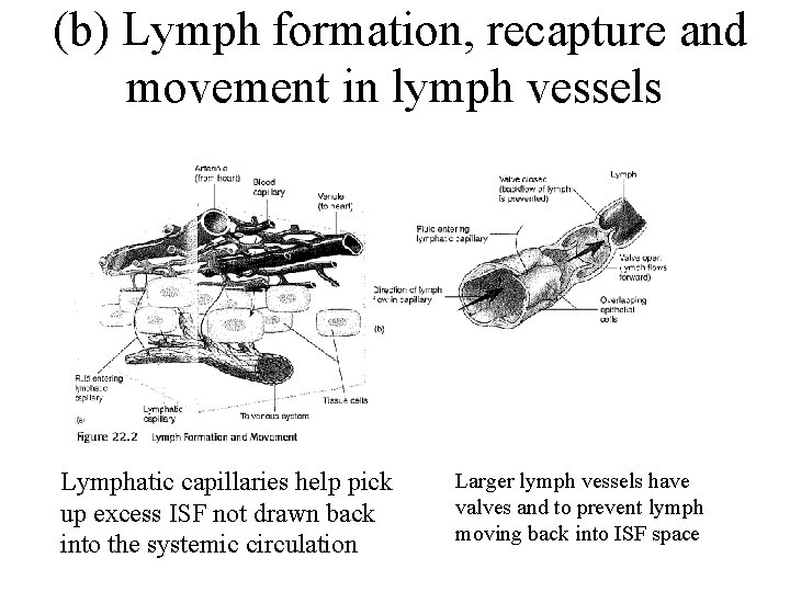 (b) Lymph formation, recapture and movement in lymph vessels Lymphatic capillaries help pick up