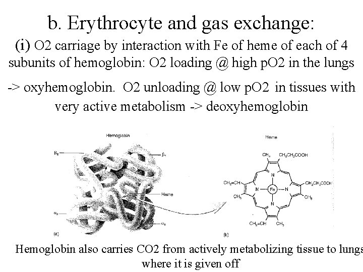 b. Erythrocyte and gas exchange: (i) O 2 carriage by interaction with Fe of